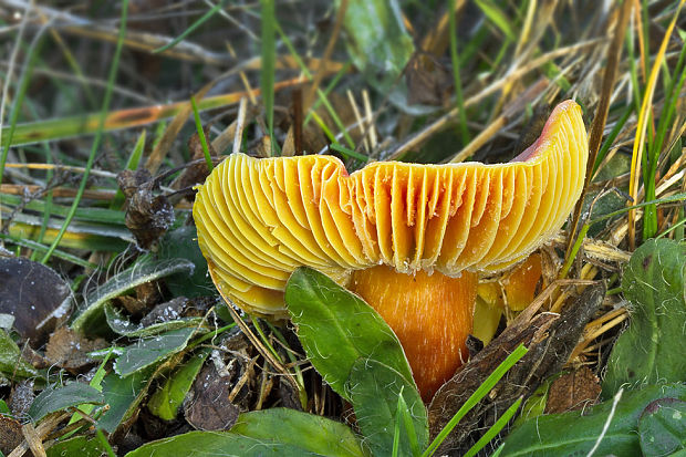 lúčnica granátovočervená Hygrocybe punicea (Fr.) P. Kumm.