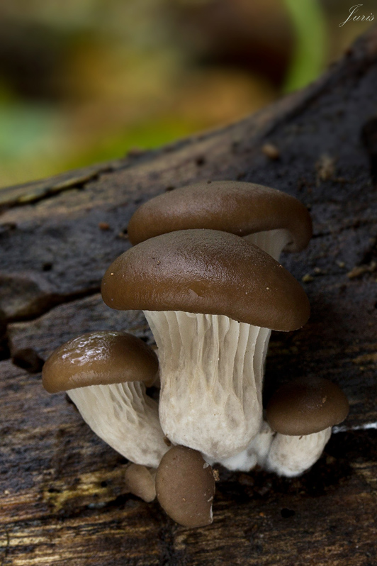 hliva ustricovitá Pleurotus ostreatus (Jacq.) P. Kumm.