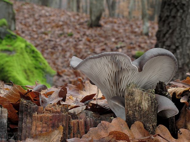 hliva ustricovitá Pleurotus ostreatus (Jacq.) P. Kumm.