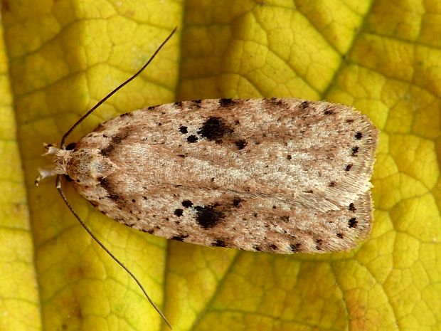 ploskáč lopúchový Agonopterix arenella Denis & Schiffermüller, 1775