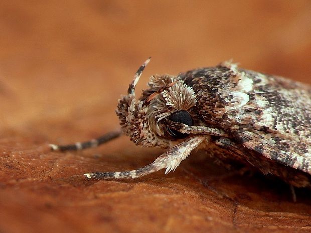 ploskáč veľký Agonopterix ciliella Stainton, 1849