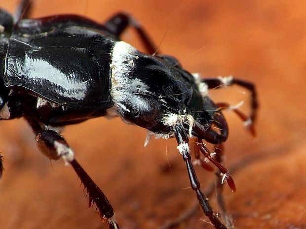 bovéria Beauveria sp.