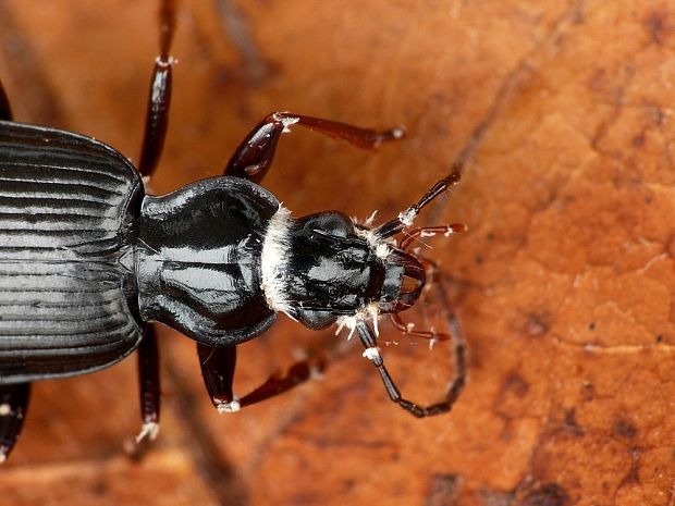 bovéria Beauveria sp.