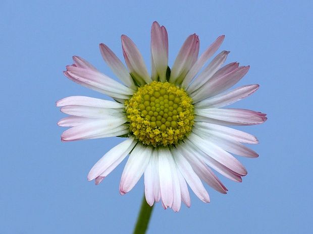 sedmokráska obyčajná Bellis perennis L.