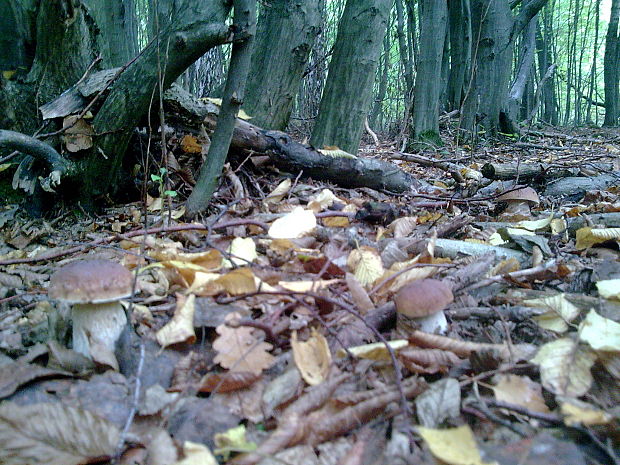 hríb smrekový Boletus edulis Bull.