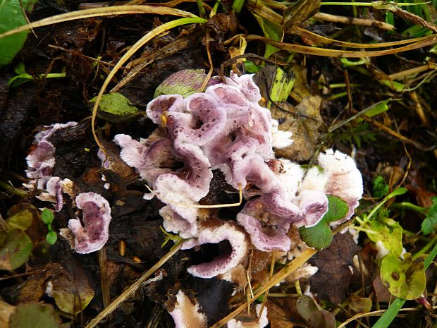 pevníkovec purpurový Chondrostereum purpureum (Pers.) Pouzar