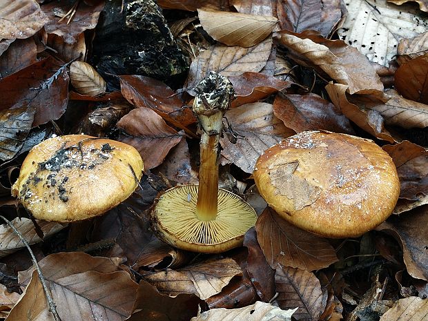 pavučinovec úhľadný Cortinarius elegantior (Fr.) Fr.