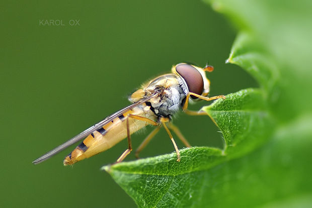 pestrica pruhovaná  Episyrphus balteatus