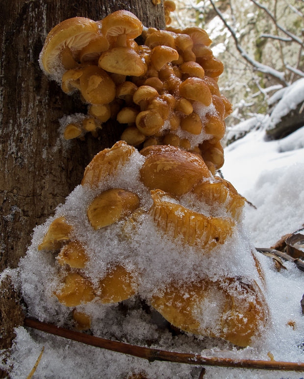 plamienka Flammulina sp.