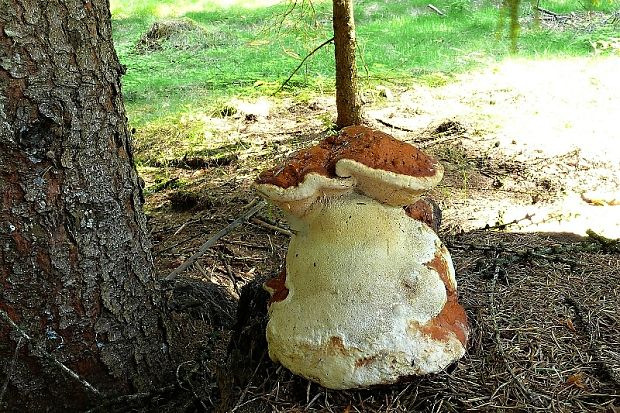 troudnatec pásovaný - práchnovček pásikavý Fomitopsis pinicola (Sw.) P. Karst.