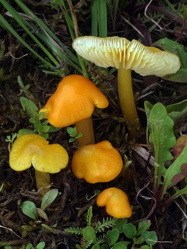 lúčnica citrónovožltá Hygrocybe chlorophana (Fr.) Wünsche