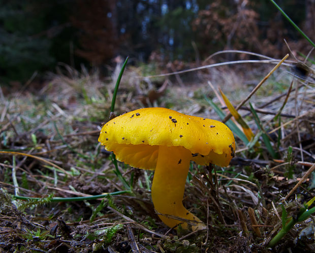 lúčnica Hygrocybe sp.