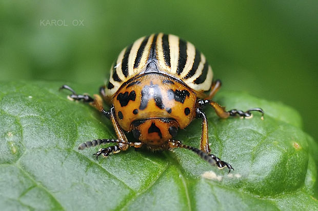 pásavka zemiaková Leptinotarsa decemlineata