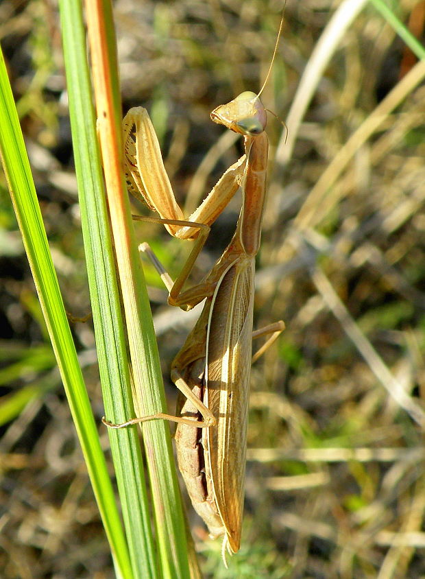 modlivka zelená  Mantis religiosa Linnaeus, 1758