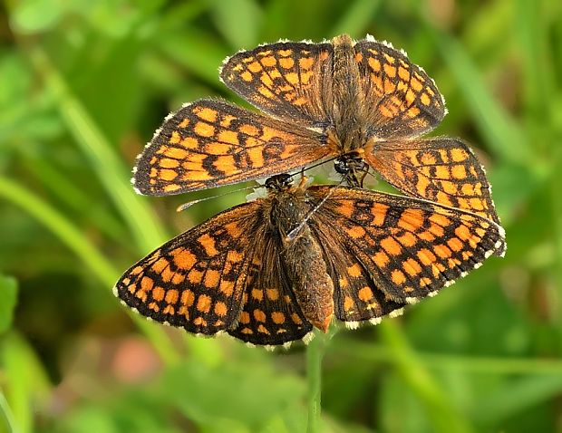 hnedáčik skorocelový Melitaea athalia