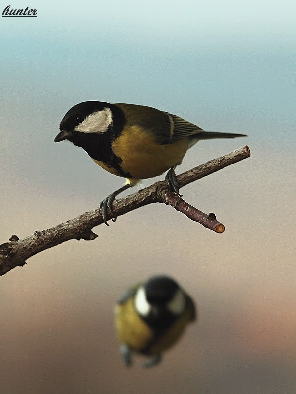 sýkorky Parus major