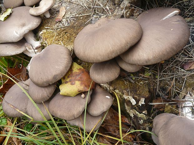 hliva ustricovitá Pleurotus ostreatus (Jacq.) P. Kumm.