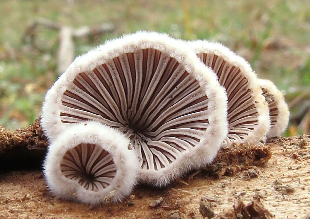 klanolupeňovka obyčajná Schizophyllum commune Fr.