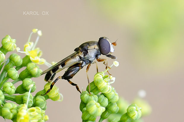 pestrica piskľavá Syritta pipiens