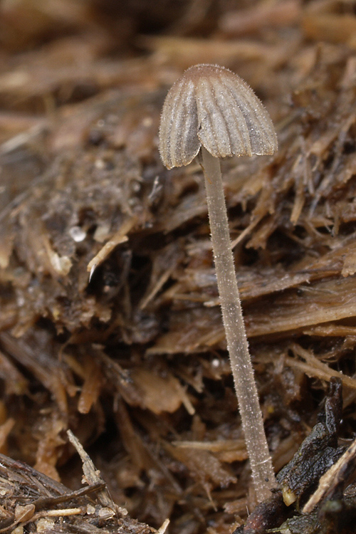 hnojník margarétovitý Coprinellus heptemerus (M. Lange & A.H. Sm.) Vilgalys, Hopple & Jacq. Joh