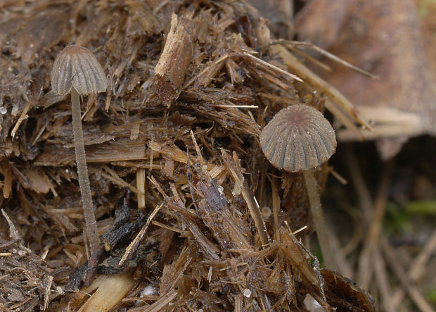 hnojník margarétovitý Coprinellus heptemerus (M. Lange & A.H. Sm.) Vilgalys, Hopple & Jacq. Joh