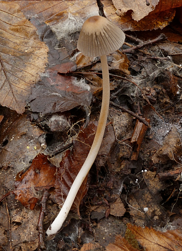 hnojník Coprinus sp.