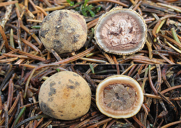 srnka obyčajná Elaphomyces granulatus Fr.