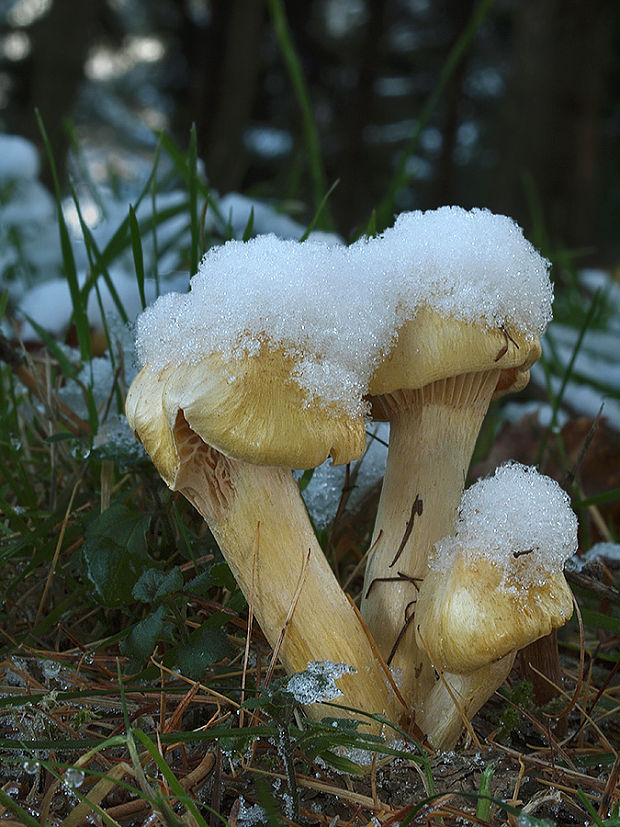 šťavnačka smrekovcová Hygrophorus lucorum Kalchbr.