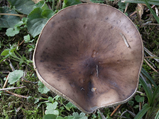 tmavuľka Melanoleuca sp.