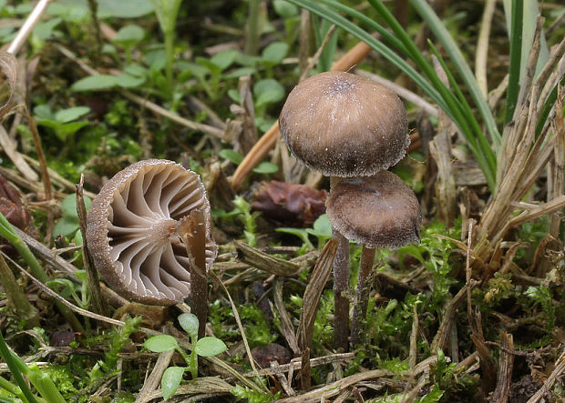 kalichovka? Omphalina sp.?