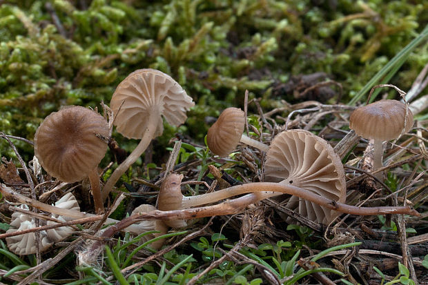 kalichovka ? Omphalina sp.?