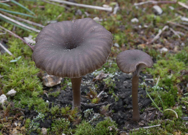 kalichovka Omphalina sp.