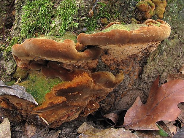 ohňovec hrboľkatý Phellinus torulosus (Pers.) Bourdot & Galzin