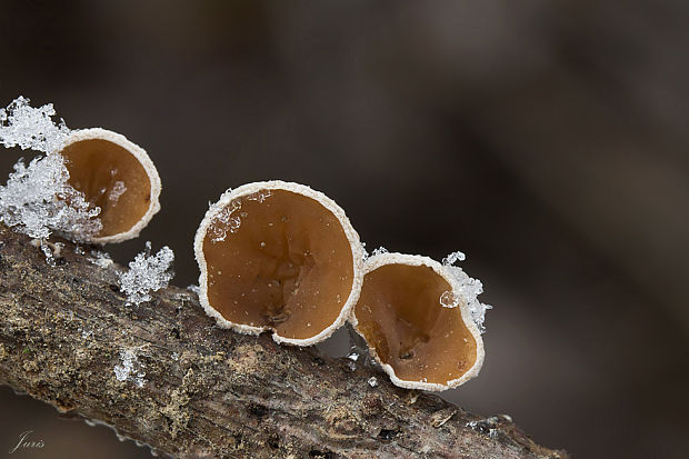 škľabka plstnatá Schizophyllum amplum (Lév.) Nakasone