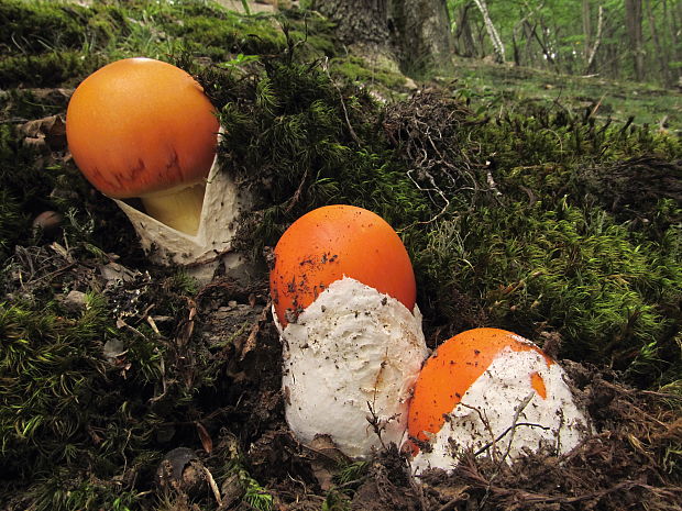 muchotrávka cisárska Amanita caesarea (Scop.) Pers.