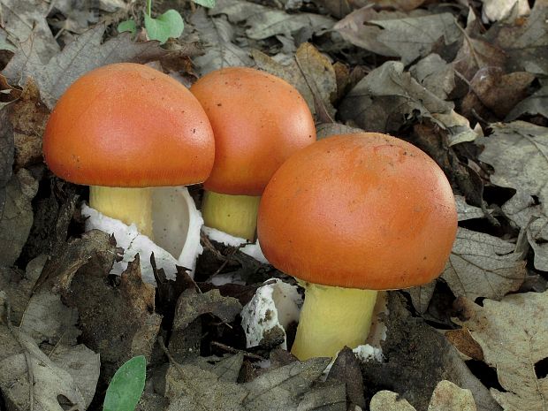 muchotrávka cisárska Amanita caesarea (Scop.) Pers.