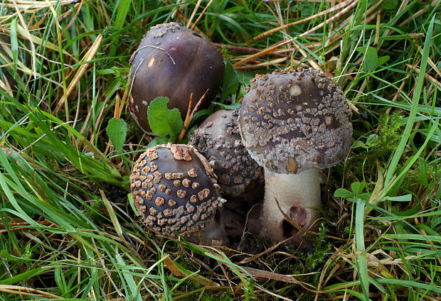 muchotrávka červenkastá Amanita rubescens Pers.