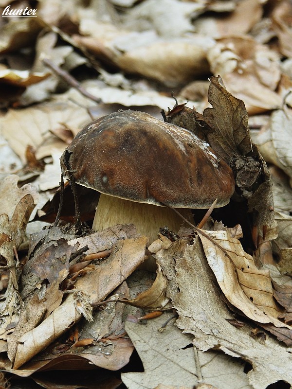 hríb bronzový Boletus aereus Bull. ex Fr.