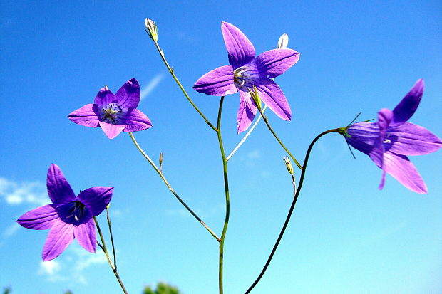 zvonček konáristý Campanula patula L.