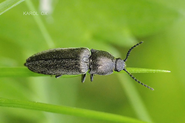 kováčik Cidnopus pilosus