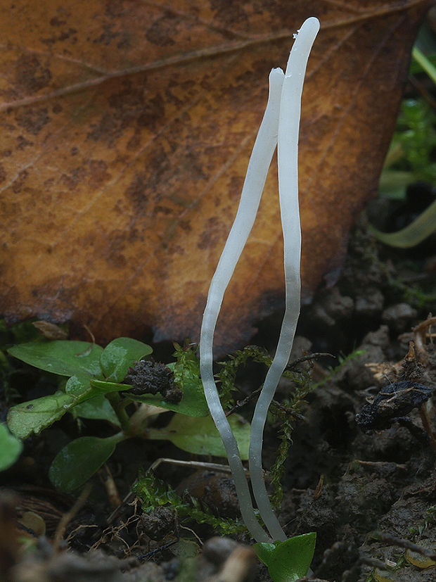 kyjačik Clavaria sp.