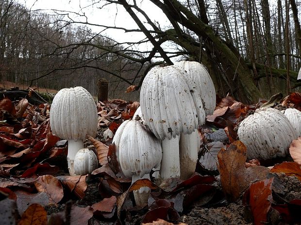 hnojník atramentový Coprinopsis atramentaria (Bull.) Redhead, Vilgalys & Moncalvo