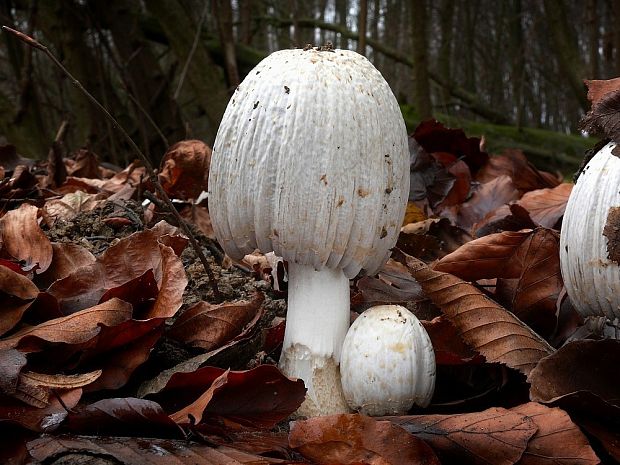 hnojník atramentový Coprinopsis atramentaria (Bull.) Redhead, Vilgalys & Moncalvo