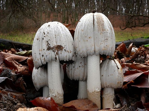 hnojník atramentový Coprinopsis atramentaria (Bull.) Redhead, Vilgalys & Moncalvo