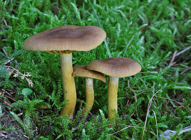 pavučinovec škoricovožltkastý Cortinarius cinnamomeoluteus P.D. Orton