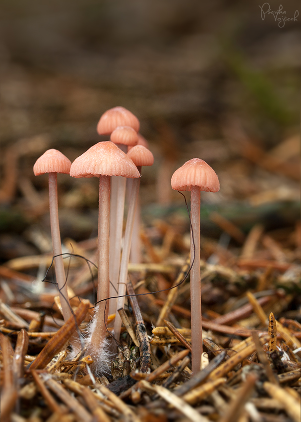 prilbička ružová Mycena rosella (Fr.) P. Kumm.