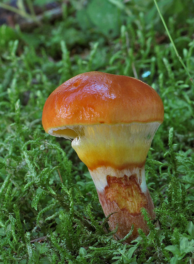 masliak smrekovcový Suillus grevillei (Klotzsch) Singer