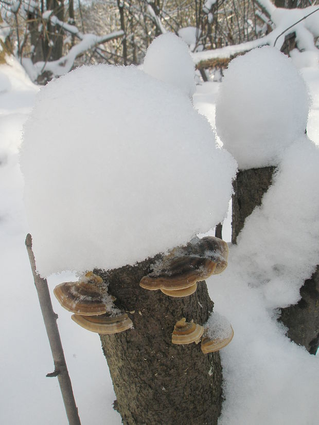 trúdnikovec pestrý Trametes versicolor (L.) Lloyd