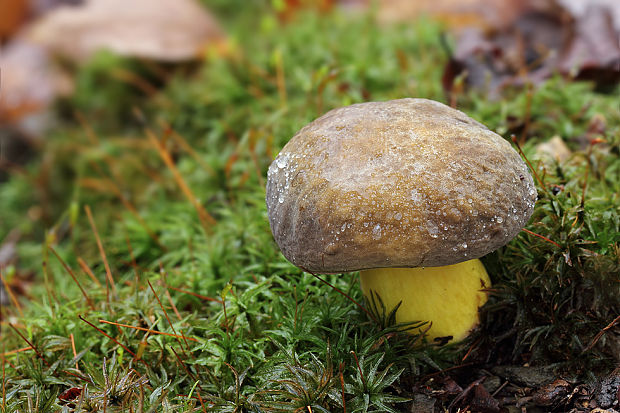 suchohríbnik zamatový Xerocomellus pruinatus (Fr. & Hök) Šutara