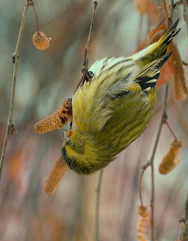 stehlík čížavý (čížik)  Carduelis spinus